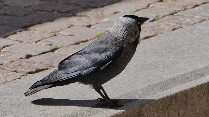 Nordic Jackdaw - Noordse Kauw - Nordische Dohle - Kaja - Coloeus monedula monedula