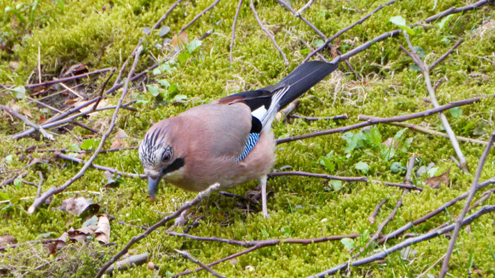 Jay - Vlaamse Gaai - Eichelhäher - Nötskrika - Garrulus glandarius