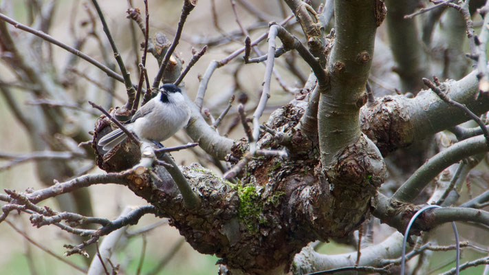 Willow tit - Matkop - Weidenmeise - Talltita - Poecile montanus