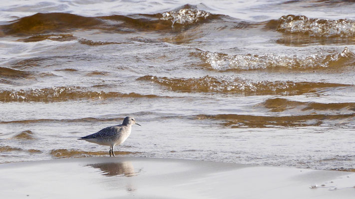 Knot - Kanoetstrandloper - Knut - Kustsnäppa - Calidris canutus