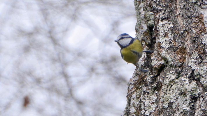 Eurasian blue tit - Pimpelmees - Blaumeise - Cyanistes caeruleus