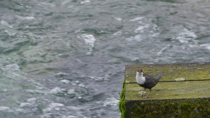 White-throated dipper - Waterspreeuw - Wasseramsel - Strömstarre - Cinclus cinclus