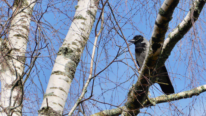 Hooded Crow - Bonte Kraai - Nebelkrähe - Gråkråka - Corvus Corone Cornix