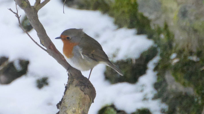 European robin - Roodborst - Rotkehlchen - Rödhake - Erithacus rubecula