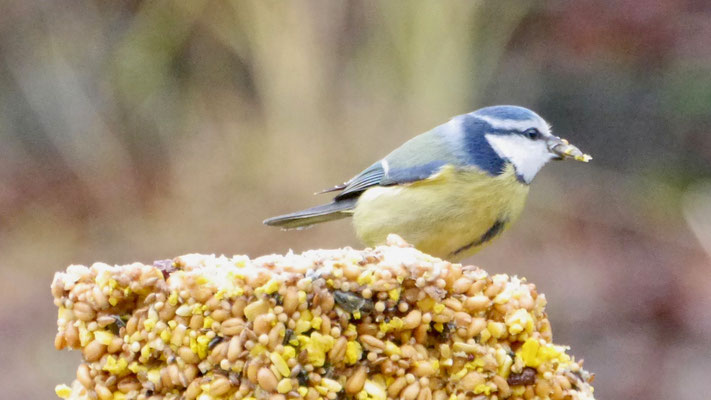 Eurasian blue tit - Pimpelmees - Blaumeise - Cyanistes caeruleus