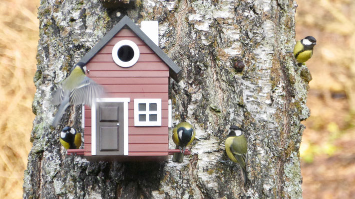 Great tit - Koolmees - Kohlmeise - Talgoxe - Parus major