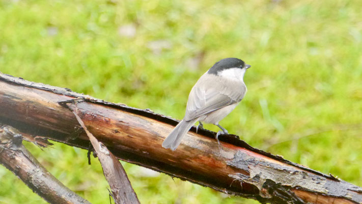 Willow tit - Matkop - Weidenmeise - Talltita - Poecile montanus