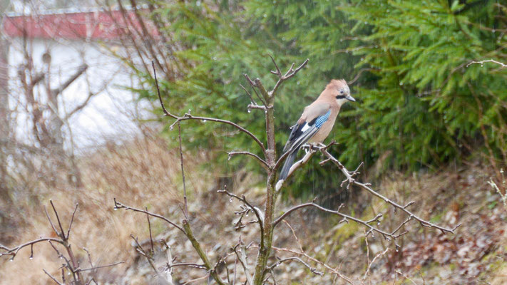 Jay - Vlaamse Gaai - Eichelhäher - Nötskrika - Garrulus glandarius