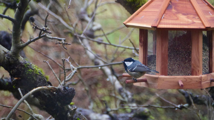 Coal tit - Zwarte Mees - Tannenmeise - Svartmes - Paris ater (Periparus)