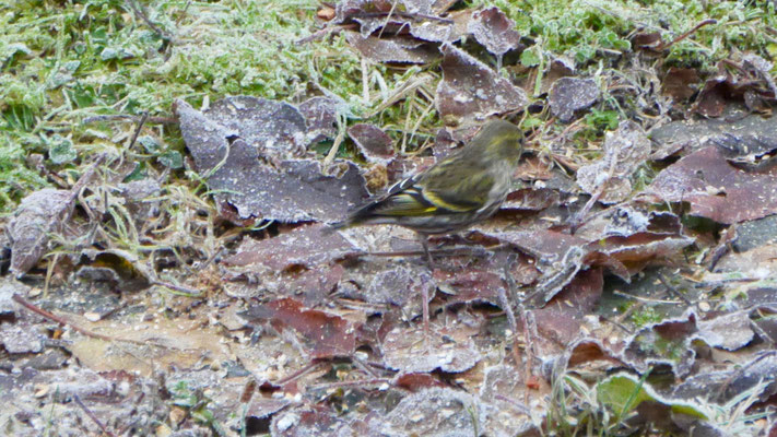 Twite - Frater - Berghänfling - Vinterhämpling - Carduelis flavirostris