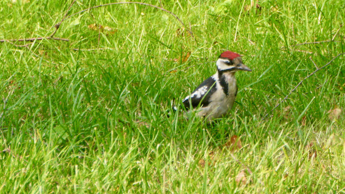 Great spotted woodpecker - Grote Ponte Specht - Buntspecht - Större hackspett - Dendrocopos major