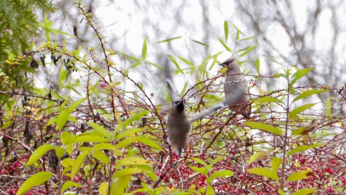 Bohemian waxwing - Pestvogel - Seidenschwanz - Sidensvans - Bombycilla garrulus