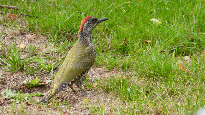 European green woodpecker - Groene Specht - Grünspecht - Gröngöling - Picus viridis