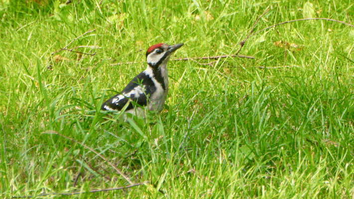 Great spotted woodpecker - Grote Ponte Specht - Buntspecht - Större hackspett - Dendrocopos major