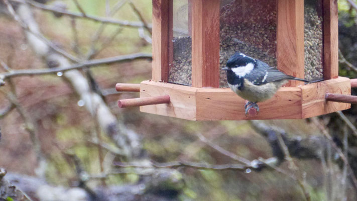 Coal tit - Zwarte Mees - Tannenmeise - Svartmes - Paris ater (Periparus)