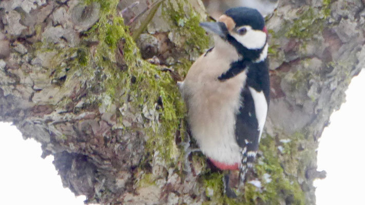 Great spotted woodpecker - Grote Ponte Specht - Buntspecht - Större hackspett - Dendrocopos major