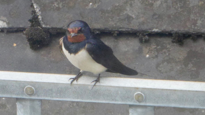 Barn swallow - Boerenzwaluw - Rauchschwalbe - Ladusvala - Hirundo rustica