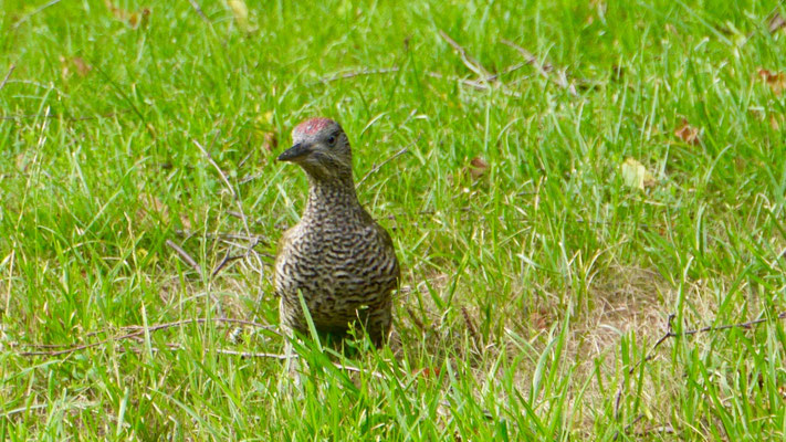 European green woodpecker - Groene Specht - Grünspecht - Gröngöling - Picus viridis