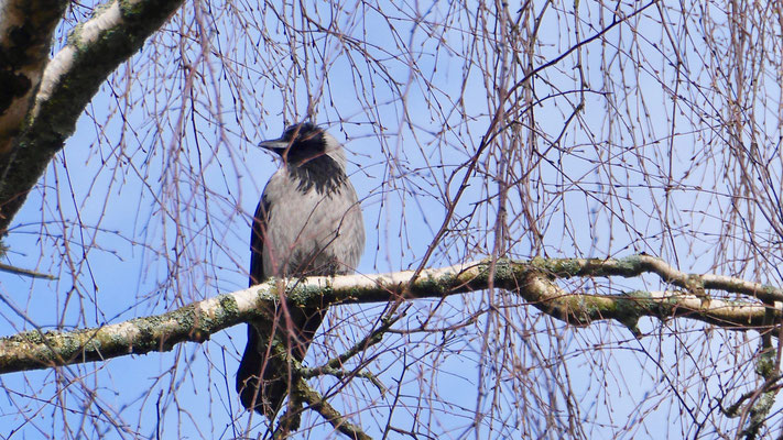 Hooded Crow - Bonte Kraai - Nebelkrähe - Gråkråka - Corvus Corone Cornix