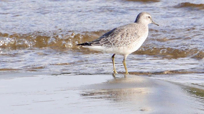 Knot - Kanoetstrandloper - Knut - Kustsnäppa - Calidris canutus