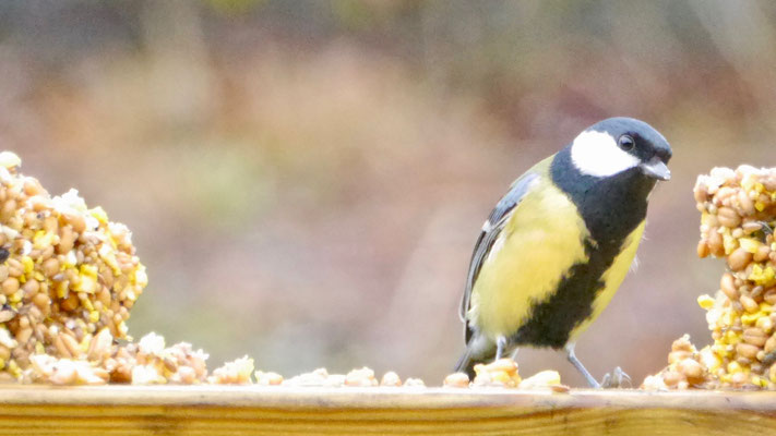 Great tit - Koolmees - Kohlmeise - Talgoxe - Parus major