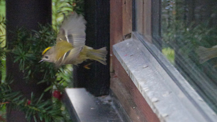 Goldcrest - Goudhaan - Wintergoldhähnchen - Kungsfågel - Regulus regulus