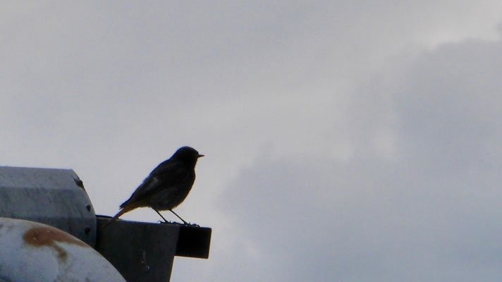 Black Redstart - Zwarte Roodstaart - Hausrotschwanz - Svart rödstjärt - Phoenicurus ochruros