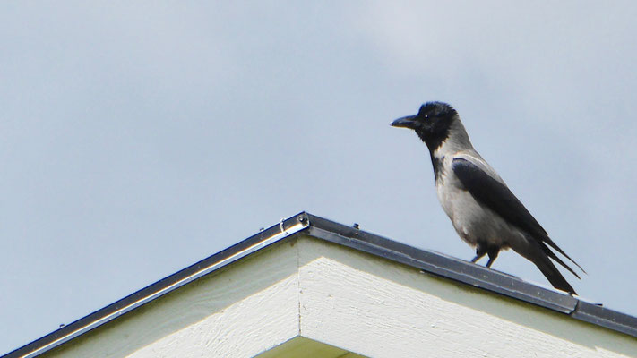 Hooded Crow - Bonte Kraai - Nebelkrähe - Gråkråka - Corvus Corone Cornix