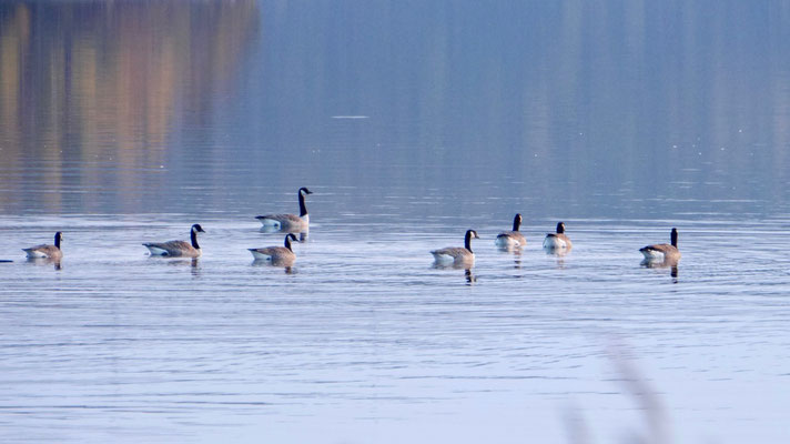 Canada goose - Canadese Gans - Kanadagans - Kanadagås - Branta canadensis