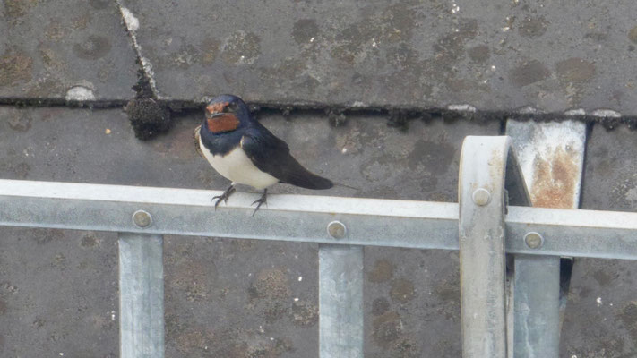 Barn swallow - Boerenzwaluw - Rauchschwalbe - Ladusvala - Hirundo rustica