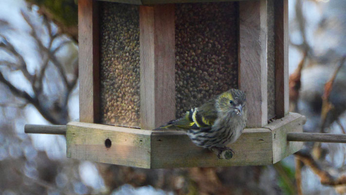 Twite - Frater - Berghänfling - Vinterhämpling - Carduelis flavirostris