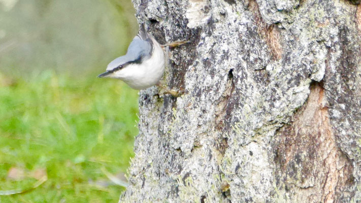 Eurasian nuthatch - Boomklever - Kleiber - Nötväcka - Sitta europaea