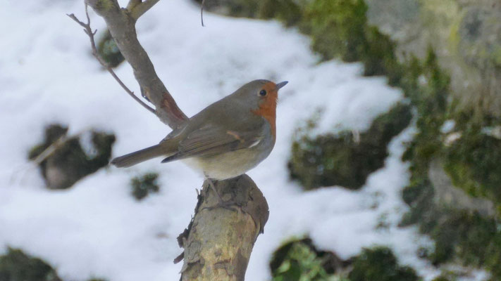 European robin - Roodborst - Rotkehlchen - Rödhake - Erithacus rubecula