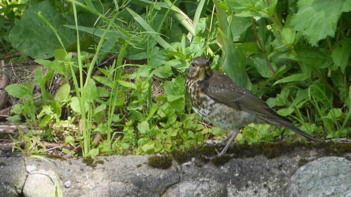 Song Thrush - Zanglijster - Singdrossel - Taltrast - Turdus philomelos