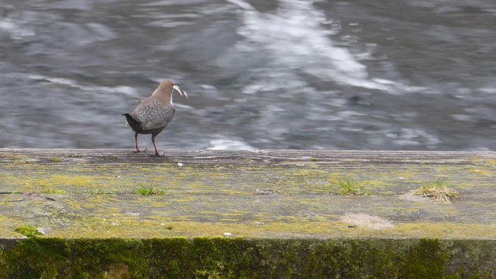 White-throated dipper - Waterspreeuw - Wasseramsel - Strömstarre - Cinclus cinclus