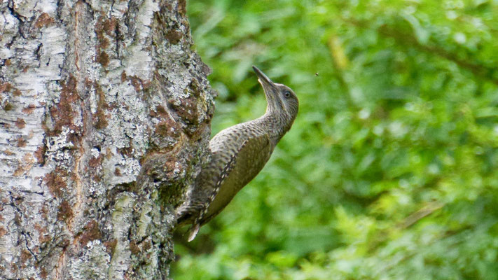 European green woodpecker - Groene Specht - Grünspecht - Gröngöling - Picus viridis