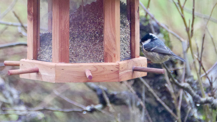 Coal tit - Zwarte Mees - Tannenmeise - Svartmes - Paris ater (Periparus)