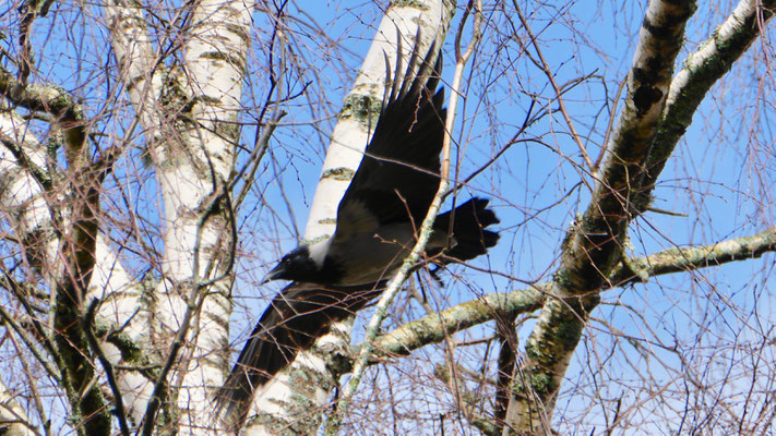 Hooded Crow - Bonte Kraai - Nebelkrähe - Gråkråka - Corvus Corone Cornix