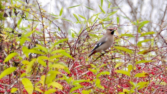 Bohemian waxwing - Pestvogel - Seidenschwanz - Sidensvans - Bombycilla garrulus