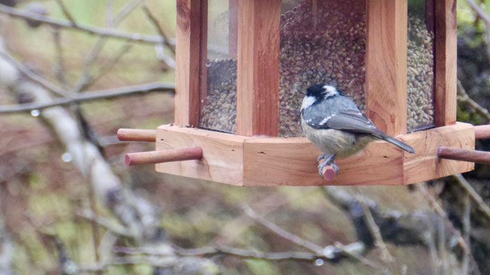 Coal tit - Zwarte Mees - Tannenmeise - Svartmes - Paris ater (Periparus)