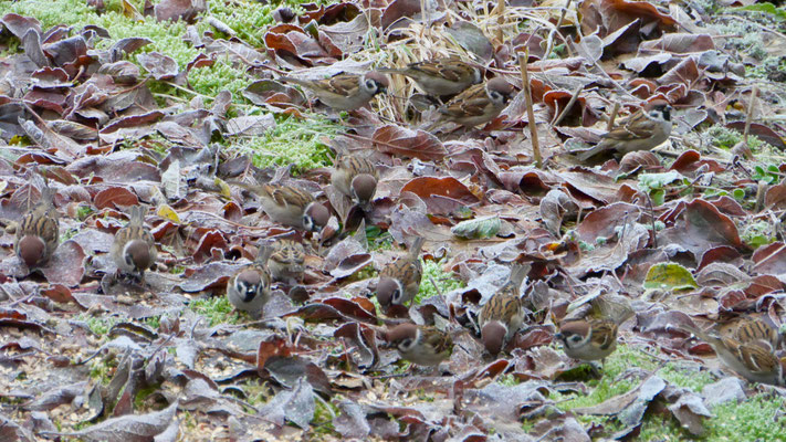 Eurasian tree sparrow - Ringmus - Feldsperling - Pilfink - Passer montanus