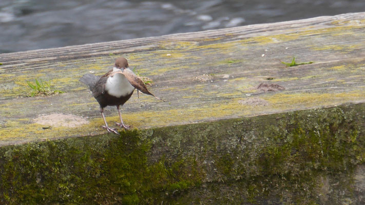 White-throated dipper - Waterspreeuw - Wasseramsel - Strömstarre - Cinclus cinclus