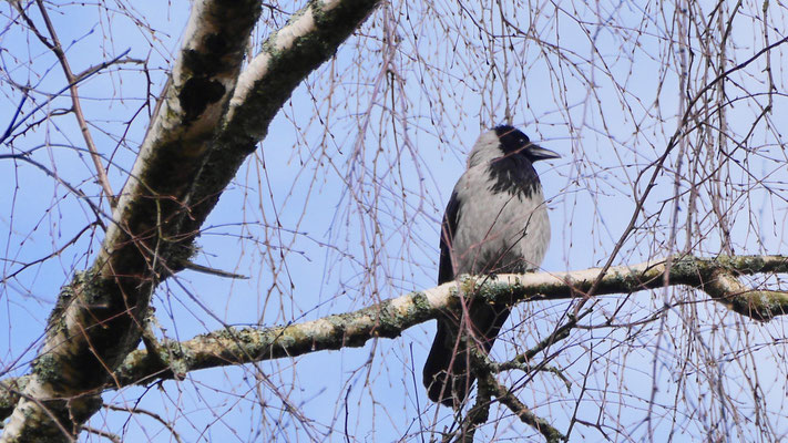 Hooded Crow - Bonte Kraai - Nebelkrähe - Gråkråka - Corvus Corone Cornix