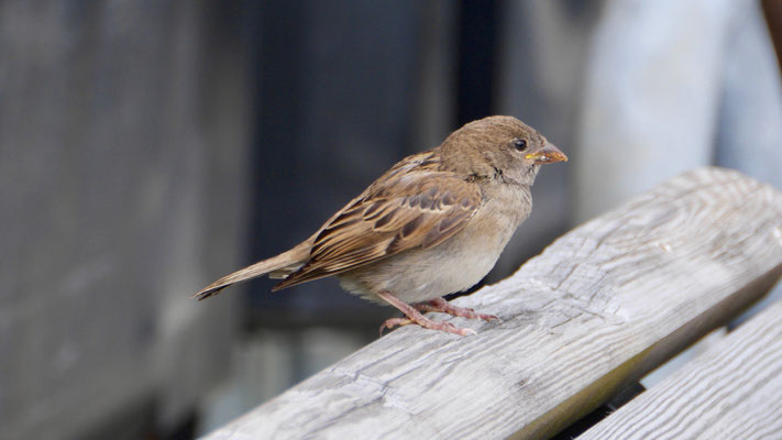 House sparrow - Huismus - Haussperling - Gråsparv - Passer domesticus