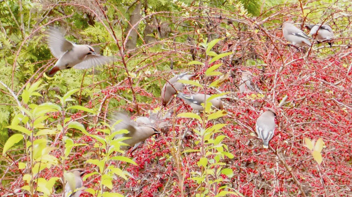 Bohemian waxwing - Pestvogel - Seidenschwanz - Sidensvans - Bombycilla garrulus