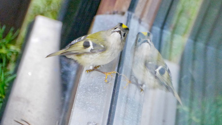 Goldcrest - Goudhaan - Wintergoldhähnchen - Kungsfågel - Regulus regulus