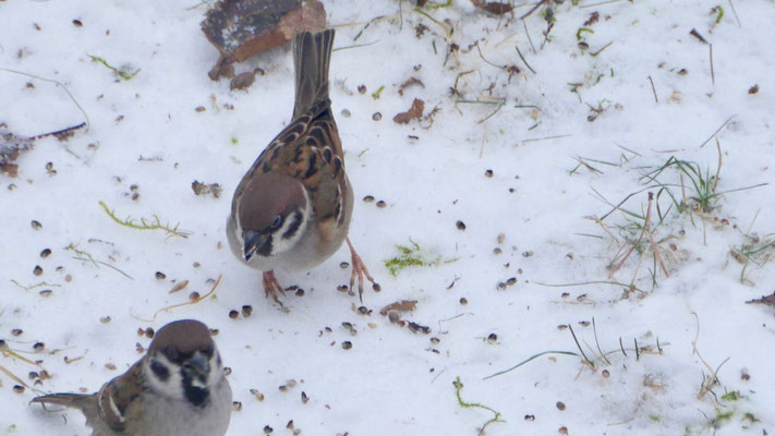 Eurasian tree sparrow - Ringmus - Feldsperling - Pilfink - Passer montanus