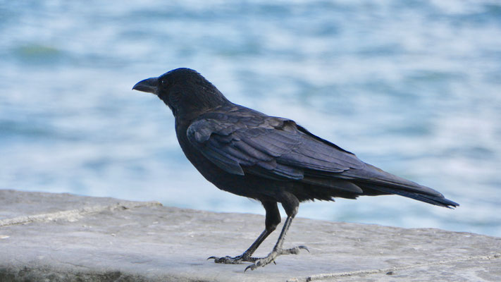 Carrion Crow - Zwarte Kraai - Rabenkrähe - Kråka - Corvus corone corone