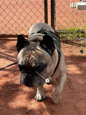 ...und der Glücksbringerhund Tanner