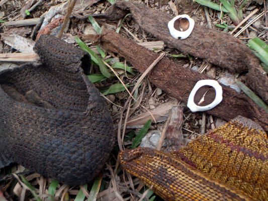 Traditionelles Zahlungsmittel der Papua: Kaurimuscheln